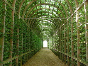 Hampton Court Great Vine